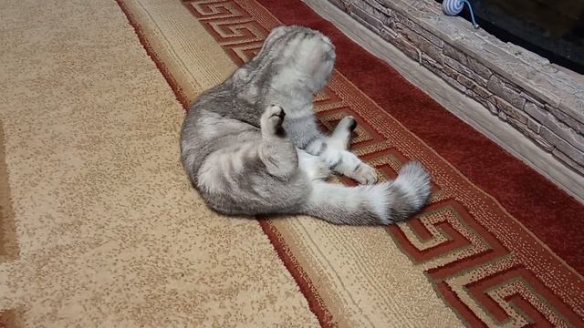 Кошачий влог. Кошка Алиса просит кота.