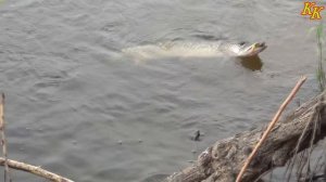 Константин Кузьмин. Рыбалка на Волге.