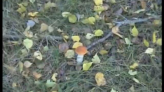 Повезло на этот раз. Подосиновики и подберезовики. смотреть онлайн