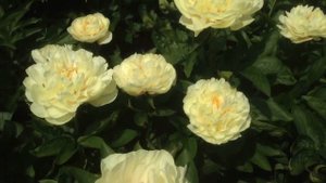 Peony Sunny Boy - www.peonyshop.com