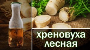 Рецепт Хреновухи лесной, вкусная настойка самогона на хрене, от канала свой среди своих кулинария