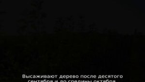 Яблоня Имрус