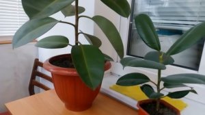 ФИКУС.  лечение и простой уход