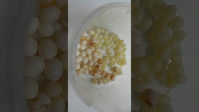 ВЫЛУПЛЕНИЕ ГИГАНТСКИХ УЛИТОК: первый день жизни. смотреть онлайн