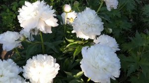 Пион Мун Ривер.(Лунная река)Розовидные цветы совершенной формы,среднепоздний срок цветения.2020год.