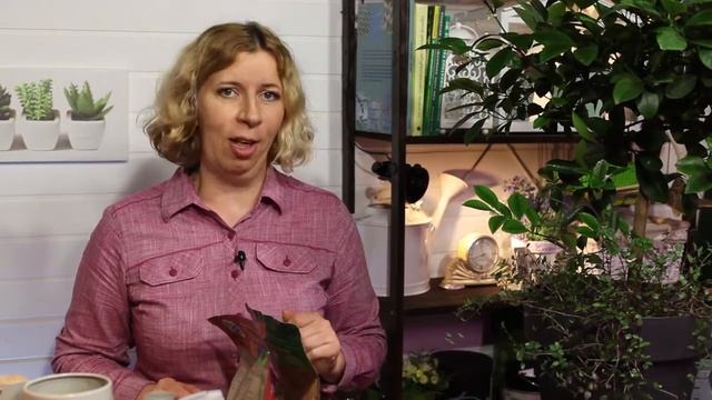 Уход за цитрусовыми растениями / СОВЕТ ЭКСПЕРТА