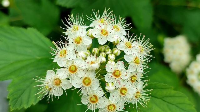 Клумбы нашего двора, начало июня, пионы, маки, васильки, жасмин, цветы белого шиповника... Relax смотреть онлайн