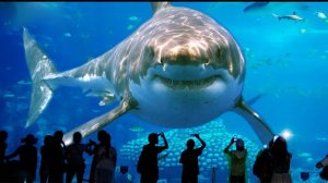 Самые Большие Аквариумы в Мире