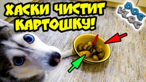 ХАСКИ ЧИСТИТ КАРТОШКУ! (Хаски Бандит) Говорящая собака.mp4