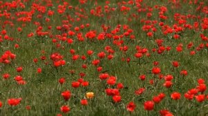 Тюльпан Шренка