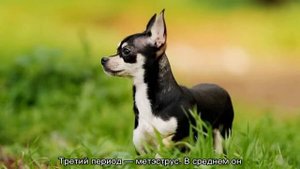 Течка у чихуахуа: сколько длится и когда начинается первая