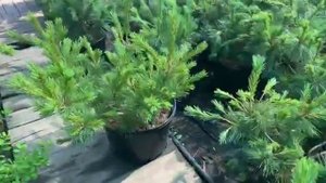 Кедровый стланик в Питомнике Фавн