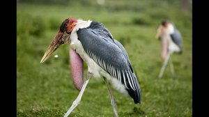 Марабу, интересная птица,  настоящий падальщик,  одна из самых чистоплотных птиц.