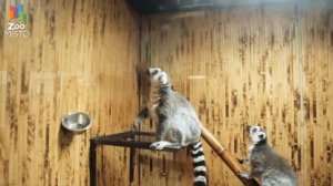 ЛЕМУР ИНТЕРЕСНЫЕ ФАКТЫ