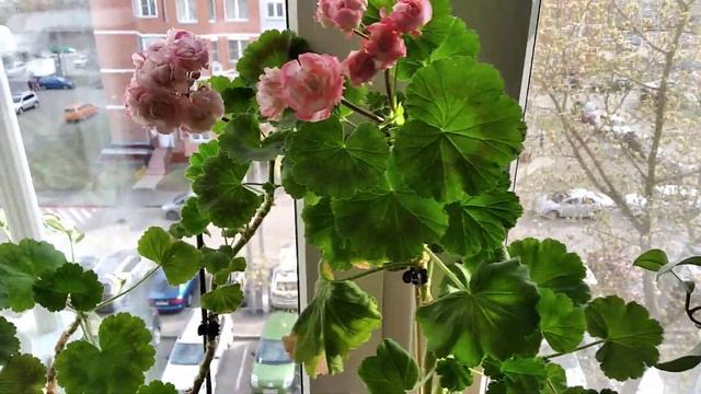 Пеларгонии Denise и Fischers Appleblossom. смотреть онлайн