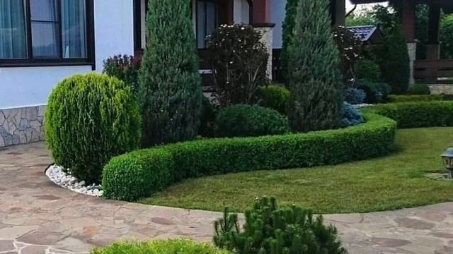 ТУЯ БРАБАНТ : КАК ВЫРАЩИВАТЬ? ЗАПАДНУЮ МОРОЗОУСТОЙЧИВУЮ ТУЮ #ХВОЙНЫЕ #ТУЯ_БРАБАНТ #oldenburgru#245