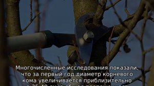 Яблони на карликовом подвое