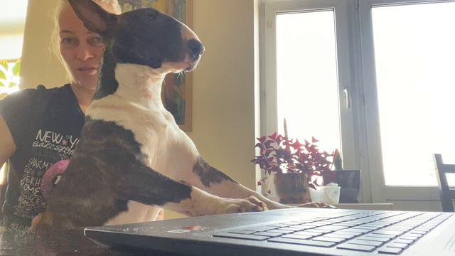 Домашний офис бультерьера Евы)) #бультерьер #bullterrier #