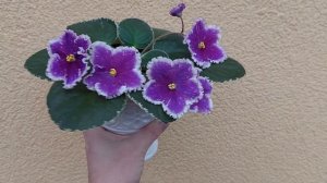 Фіалка ЛЕ-Галактический Шторм  (2019 р.). Огляд сорту