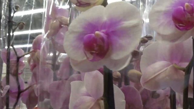 260#215 / Хобби Цветы / 03.2021 ЛЕРУА МЕРЛЕН ХИМКИ ОБЗОР смотреть онлайн