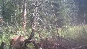 Вот так выглядит видео с SITITEK "iHunt PRO"