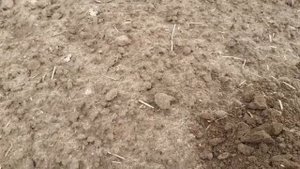 коп по выбитым осенью местам.Металлоискатель нокта симплекс плюс