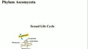 Phylum Ascomycota (English & Urdu) by Dr.Zahid Malik