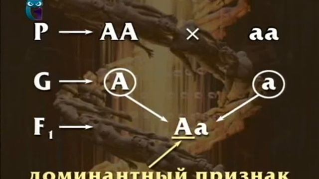 Психогенетика