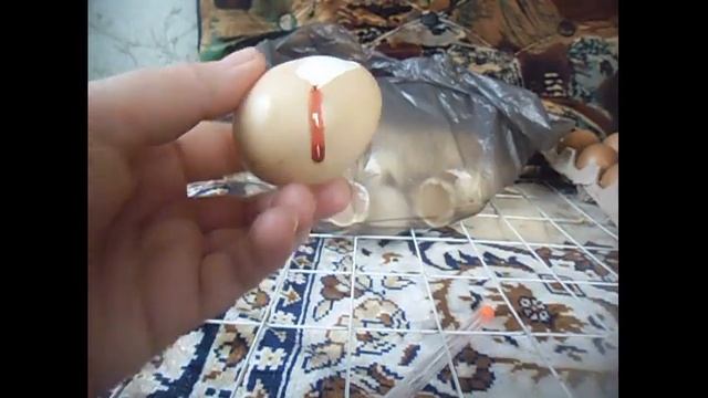 КАК ПОМОЧЬ ВЫЙТИ ЦЫПЛЕНКУ ИЗ ЯЙЦА?ПОМОГАТЬ ЛИ ЦЫПЛЕНКУ ВЫБИРАТЬСЯ ИЗ ЯЙЦА? смотреть онлайн