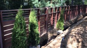 Посадка живой изгороди из туи Колумна | 140-160 см.