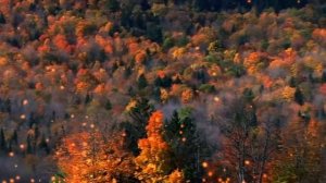 Шалунья осень