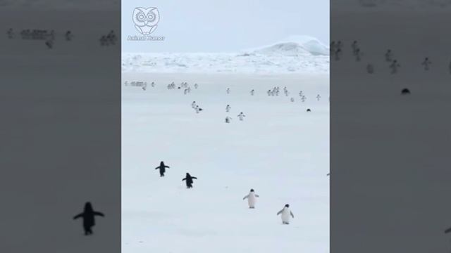 Вот так выглядят пингвины в пятикратном ускорении ?