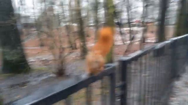 Белка пришла смотреть онлайн