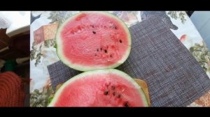 Сколько арбузов выросло из 2-ух семечек?! Арбузы в средней полосе России.