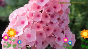 Флокс метельчатый Радомир. Краткий обзор, описание характеристик phlox paniculata Radomir