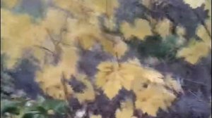 виноград Лидия,собираем урожай 2017