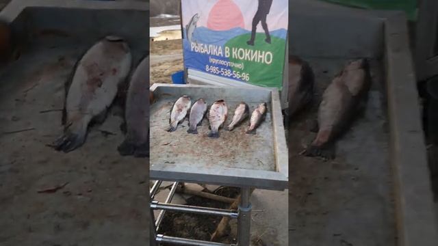 рыбалка в кокино