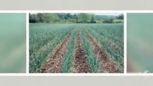 Выращивание_чеснока. Как_правильно_сажать_чеснок.