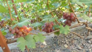 ВИНОГРАД - СПОНСОР И РУБИНОВЫЙ ЮБИЛЕЙ