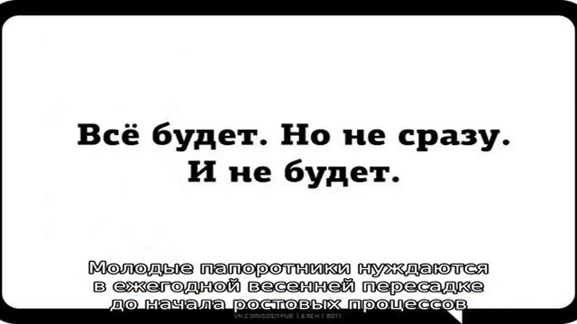 Основы нехитрого ухода за идеальным растением для озеленения дома – асплениумом