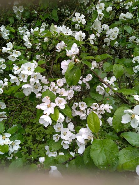 Прогулка в цветущем, заброшенном яблоневом саду. Яблони цветут. Птицы поют смотреть онлайн