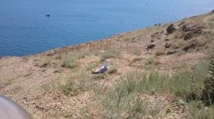 Ника кормит чайку и хочет её напоить! Балаклава. Крым 2019