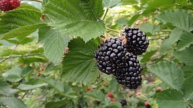 Сорт ежевики Тройная Корона 2019 смотреть онлайн