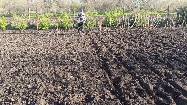 Быстрый и лёгкий способ посева кормовой свеклы.