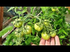 Обработала томаты и перец для завязи Теперь цветы не опадут Высадила в холодный грунт Что стало