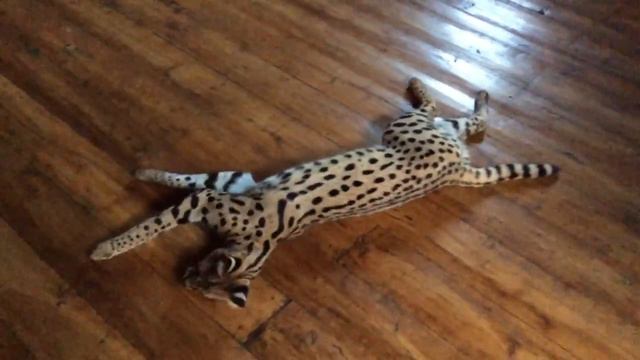 Дикая кошка играет смотреть онлайн