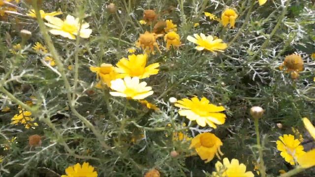 Цветут дикие хризантемы#оставайтесьдома/весна/желтые цветы/цветение/весенние цветы/природа/красота смотреть онлайн