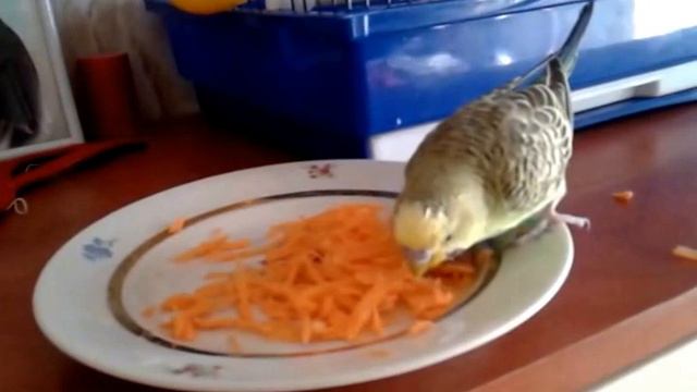 Попугай Кеша кушает морковку смотреть онлайн