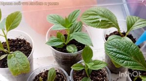 Размножение ГОРТЕНЗИЙ ПОЧКАМИ.Прошло 10 дней после пересадки в стаканчики.