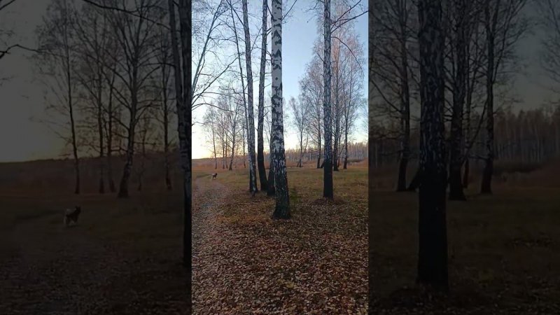 Березовая роща в пос. Винзили